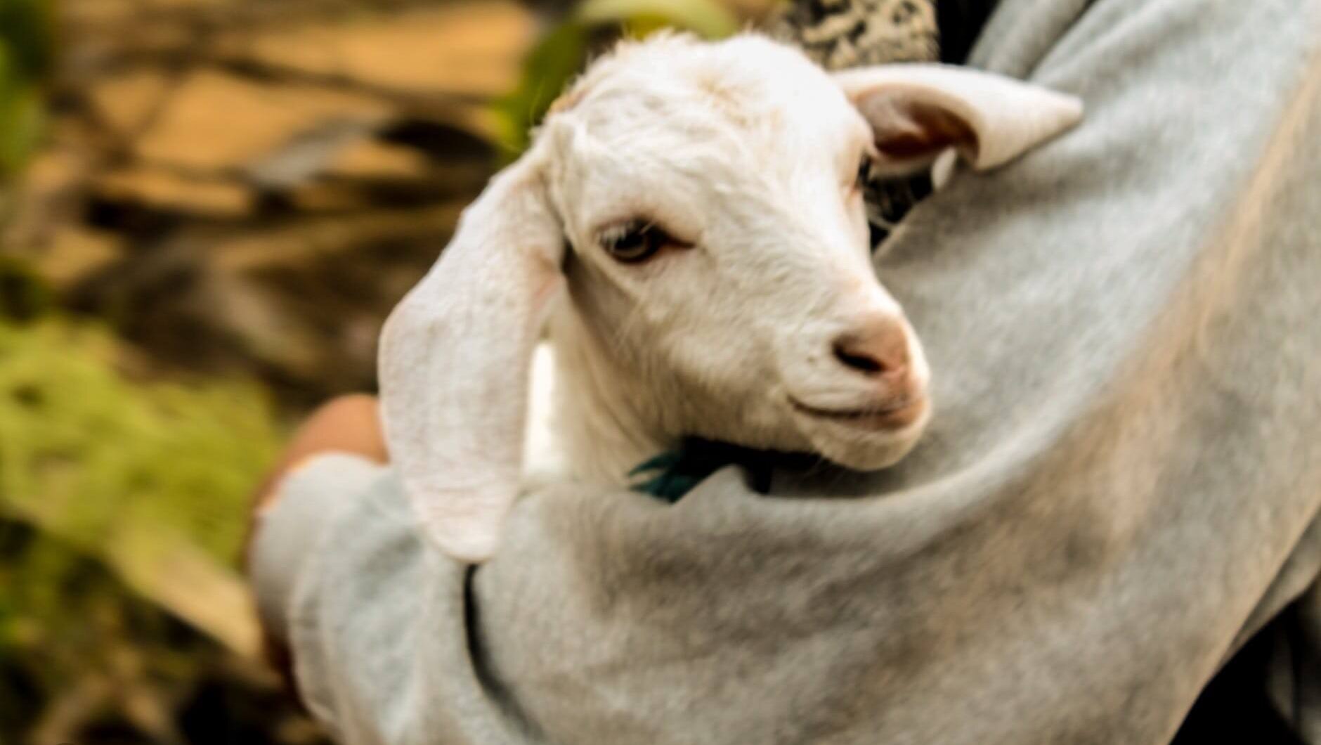 Person holding goat