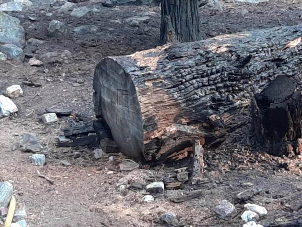 fallen burned tree