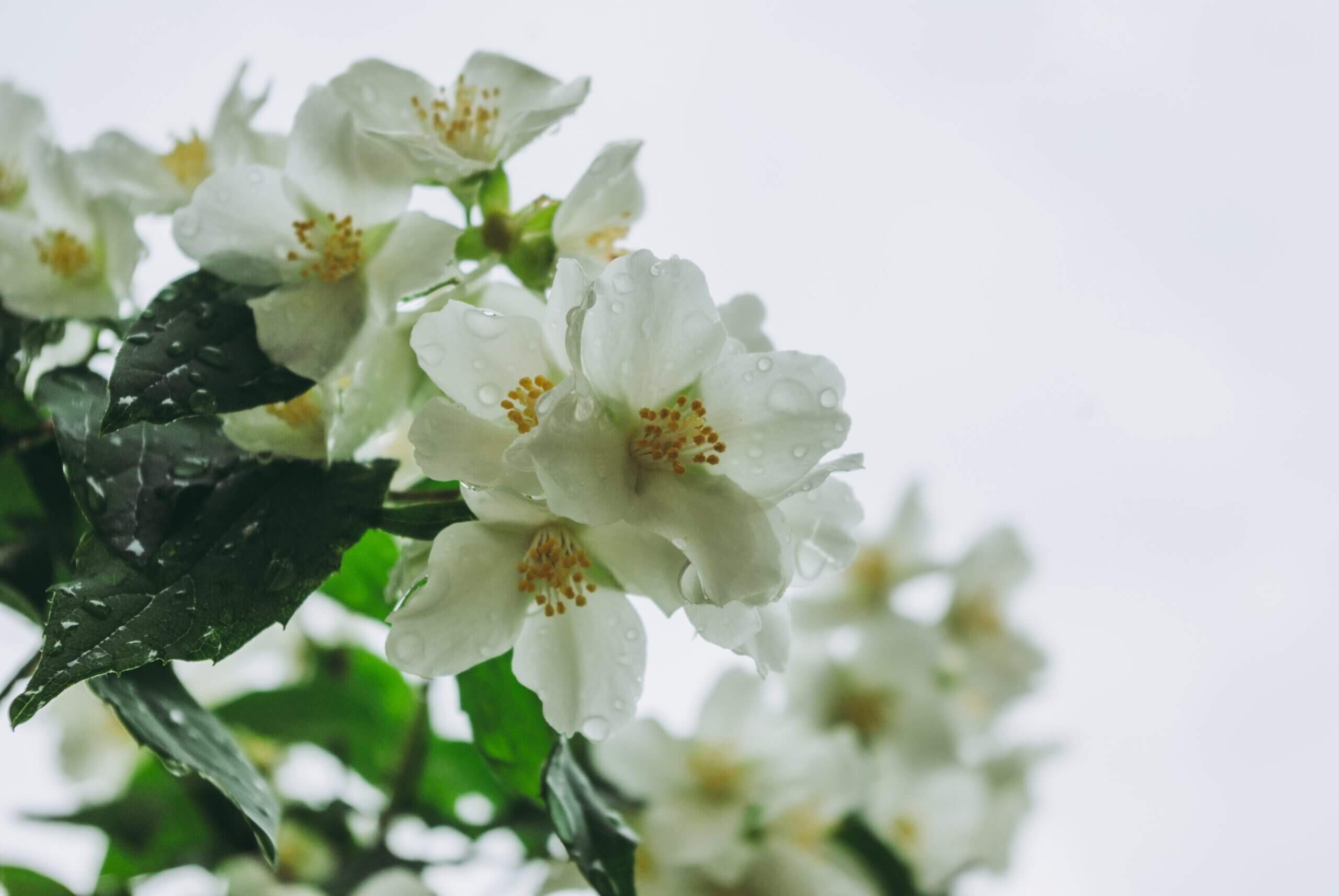 White tree blossoms