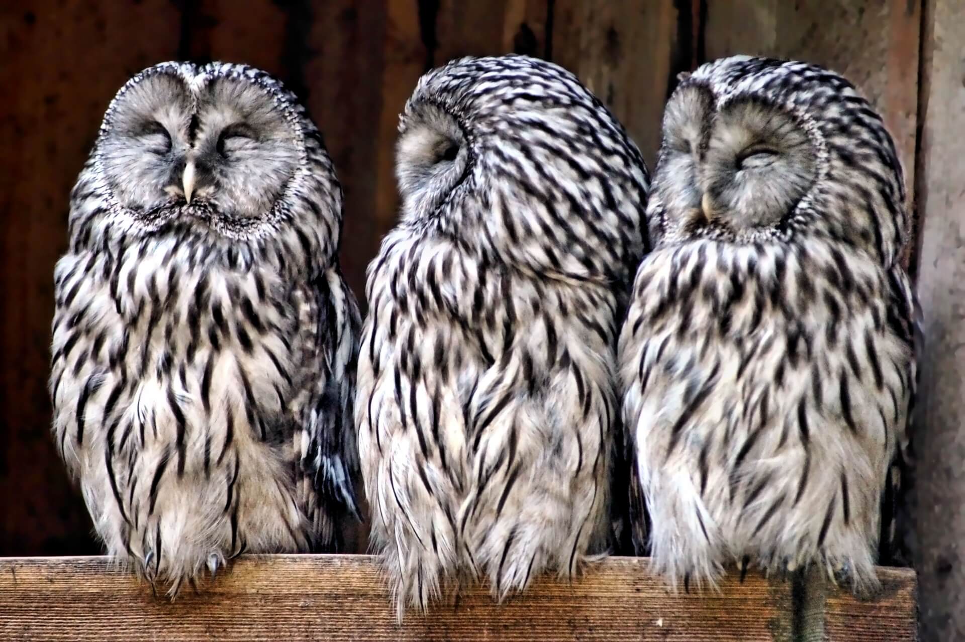 OWLs