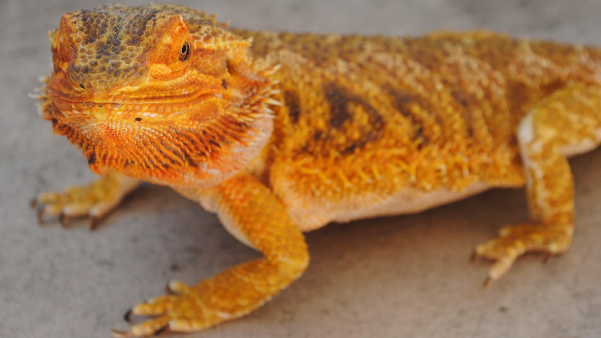 Closeup of bearded dragon named Tequila, orangey brown - photo