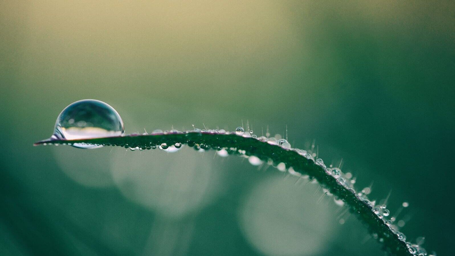 macro photography of drop of water on top of green plant