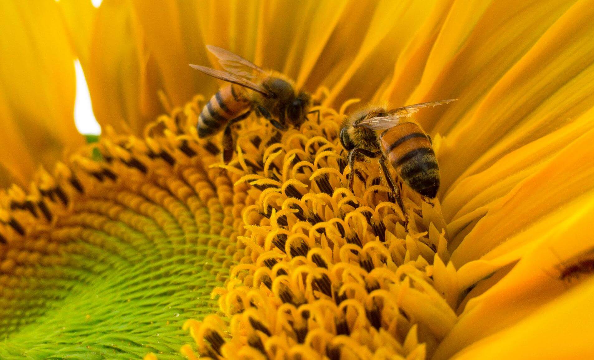 Closeup on two hoenybees investigating the center of a sunflower in bloom - photo