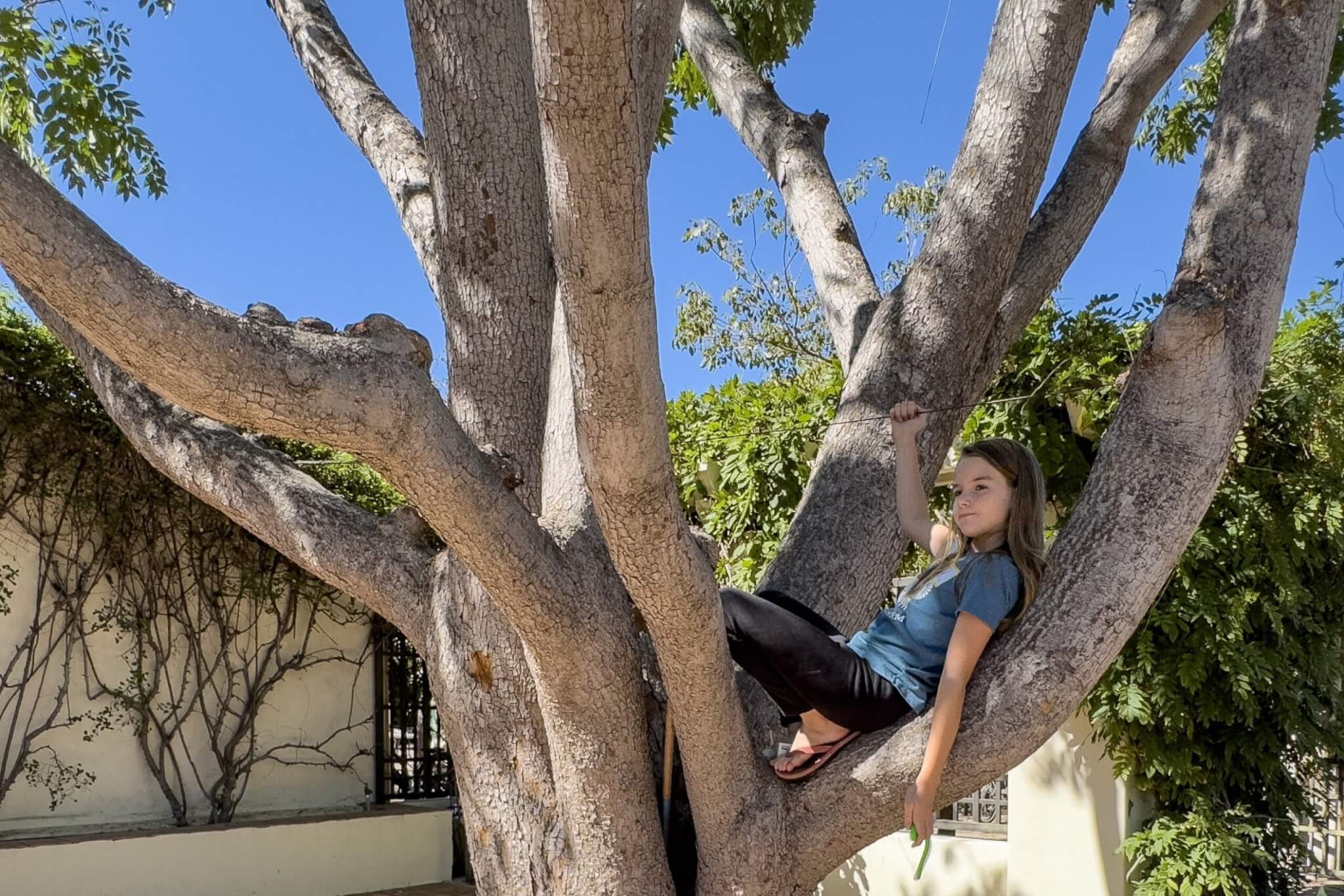 Child sits in UUSsm climbing tree contemplative; sunny day - photo