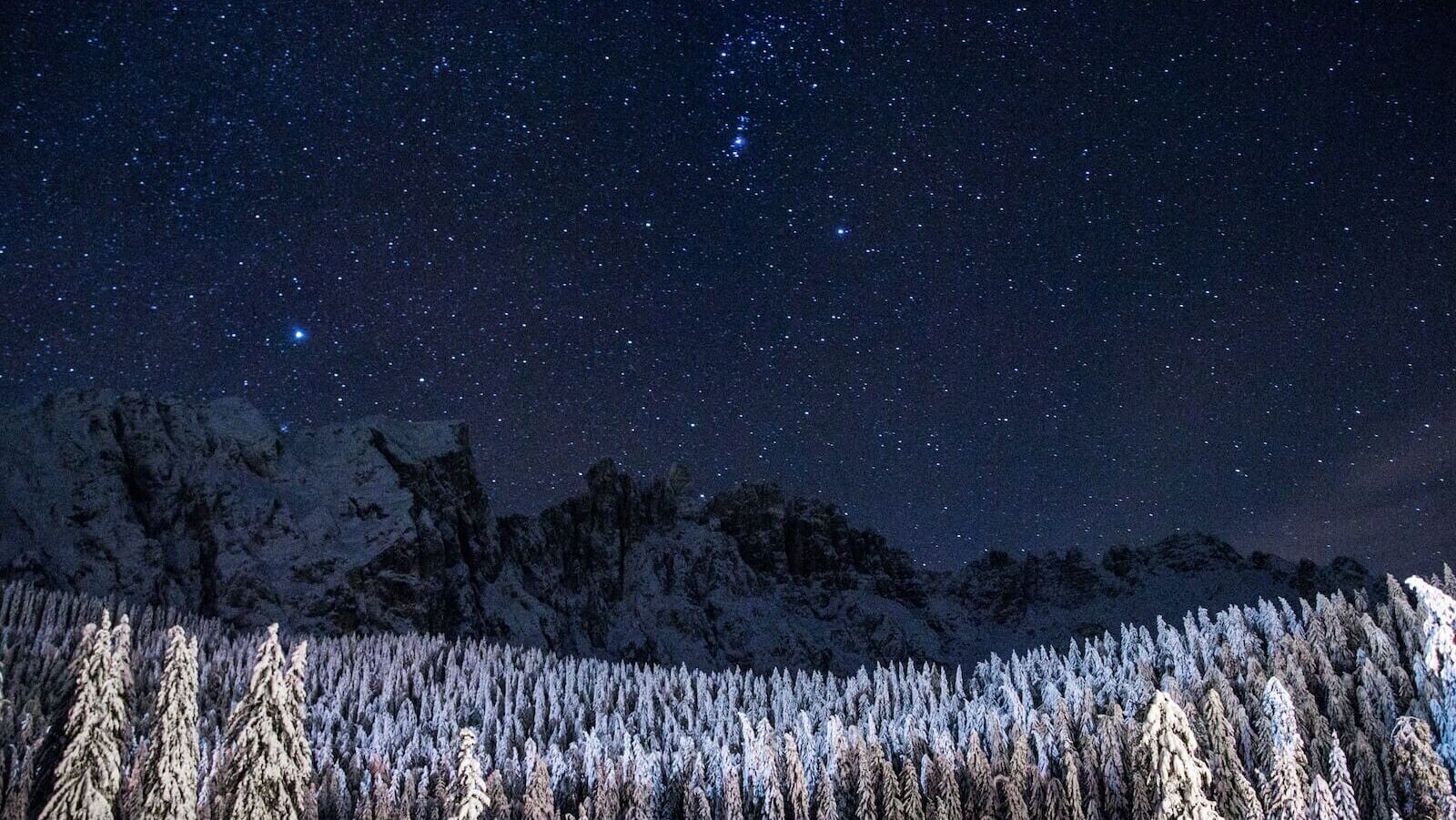 pine trees covered with snow under starry sky