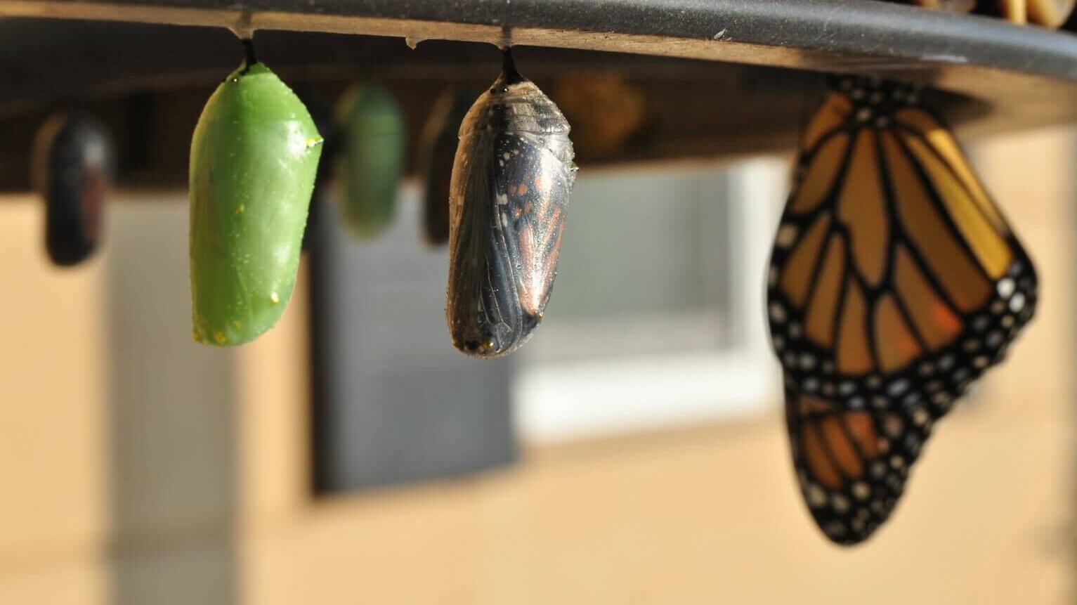3 pupas (chrysalis) & a monarch butterfly