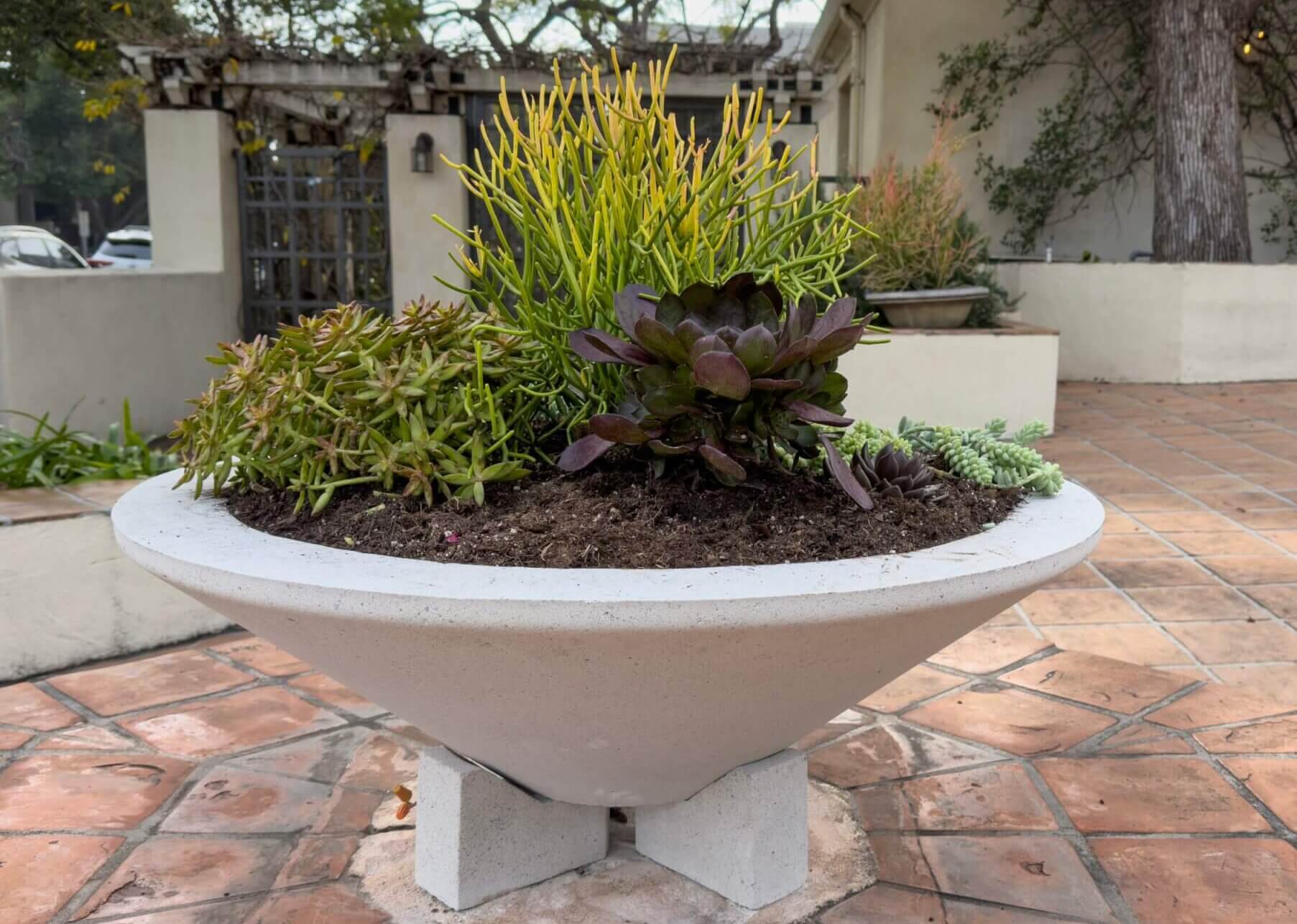 Newly planted chalice planter