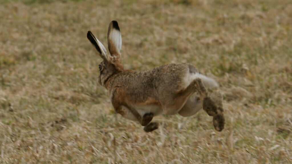 jackrabbit runs across brown grasses to GOTV in November - photo