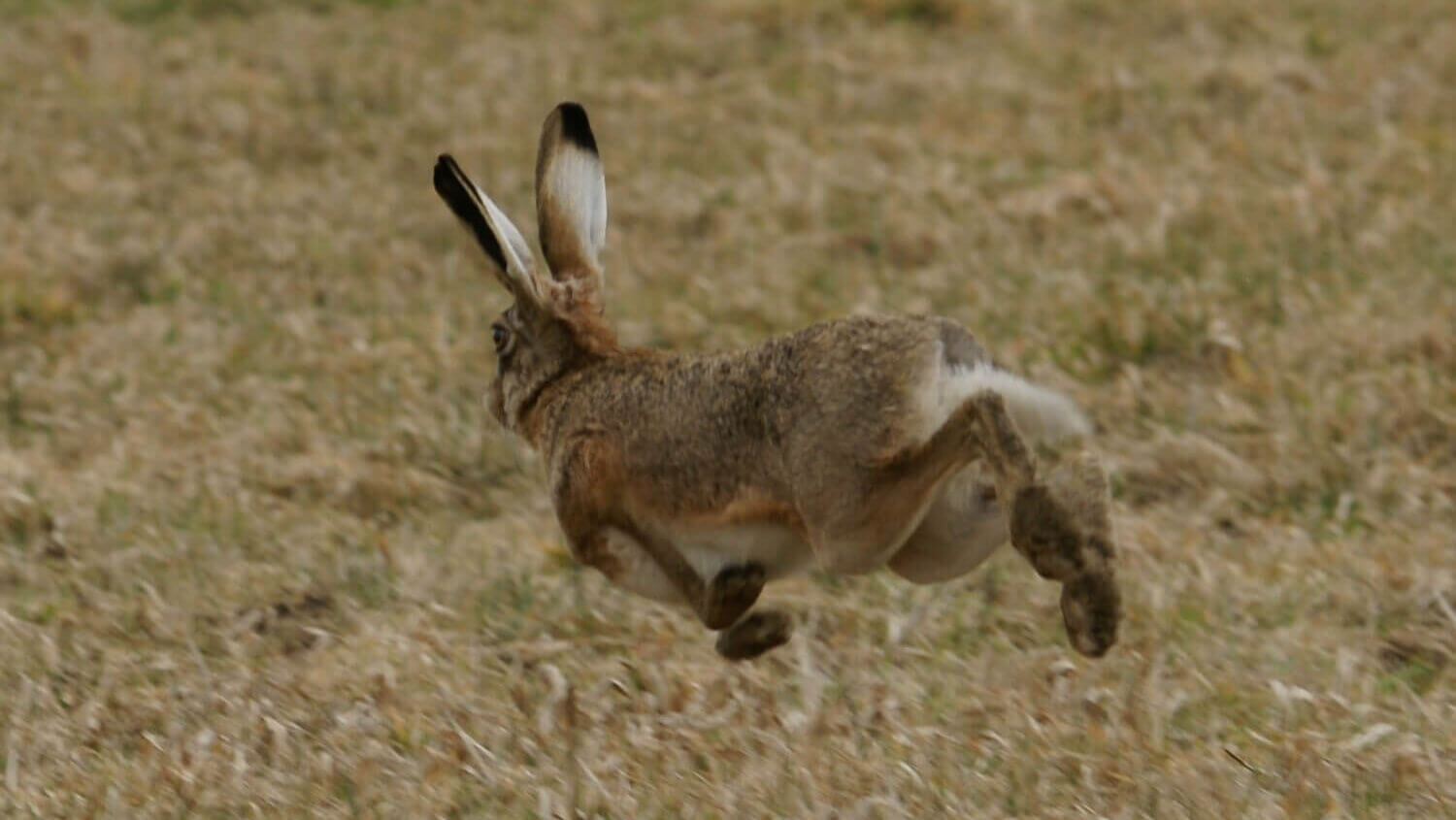 jackrabbit runs across brown grasses to GOTV in November - photo