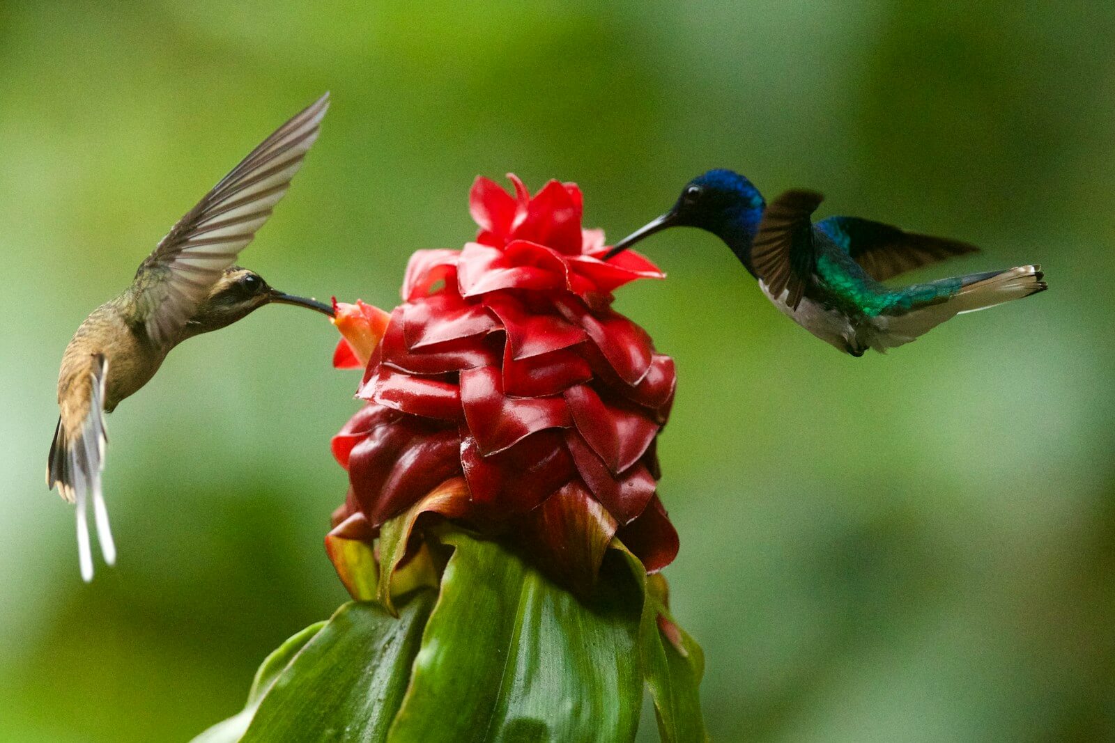 two brown hummingbirds macro photography