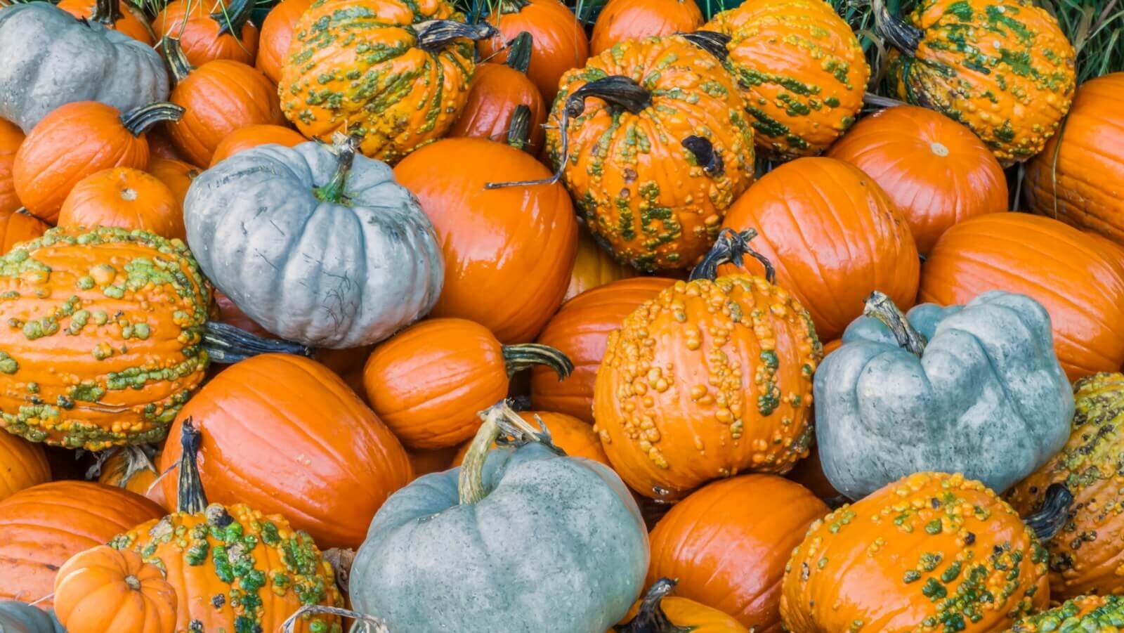 orange and green pumpkins on brown wooden table