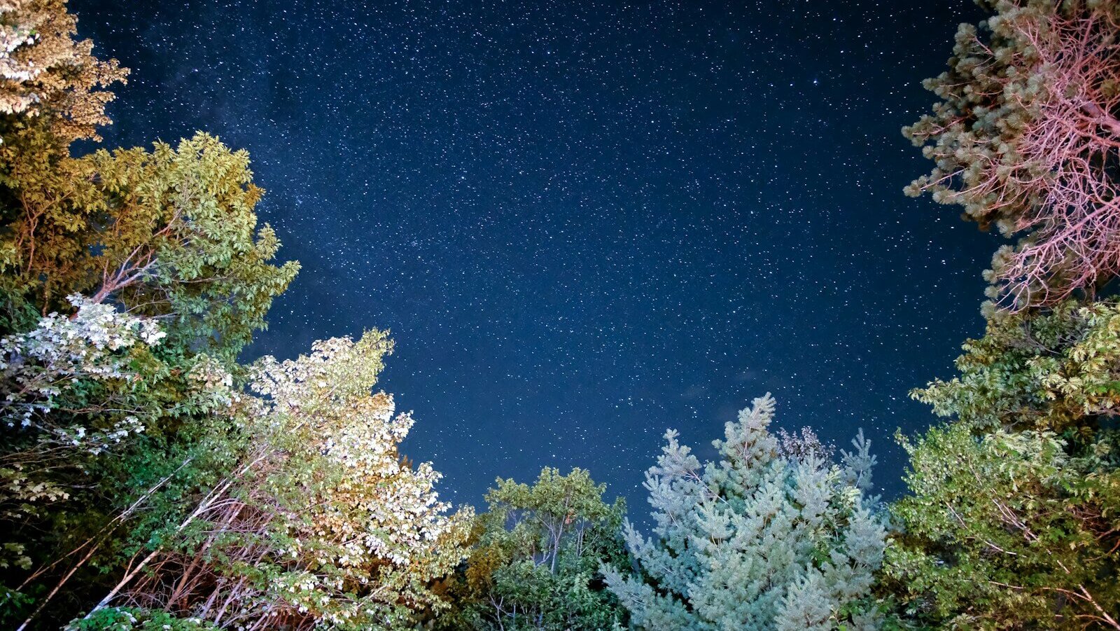 low angle photo of trees