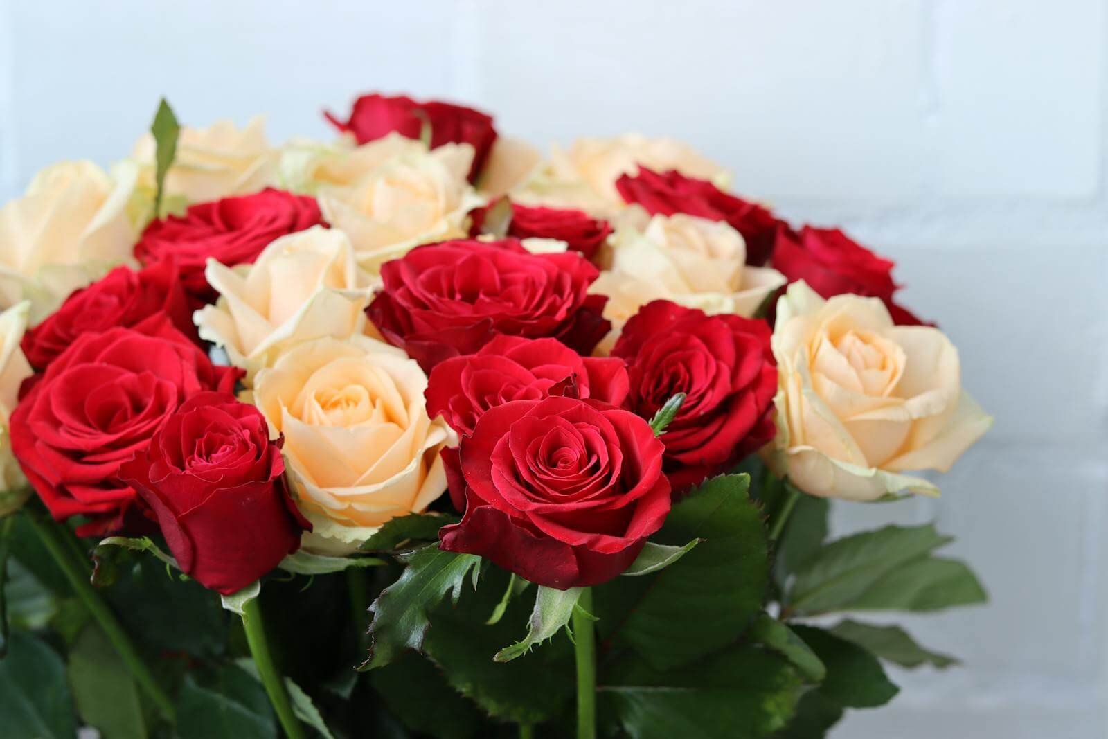 Closeup of a beautiful bouquet with red and white roses against a neutral background.