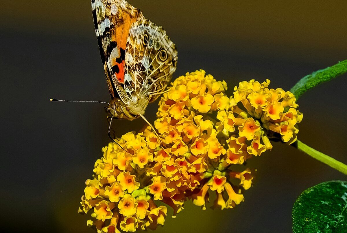 brown and orange butterfly perched on yellow lantana flowers