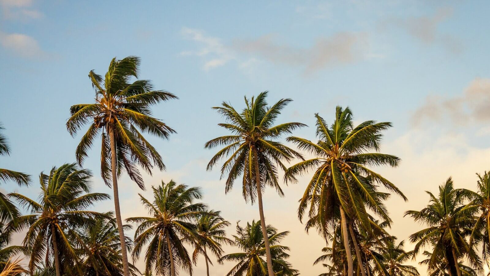 coconut trees under cloudy sky during daytime