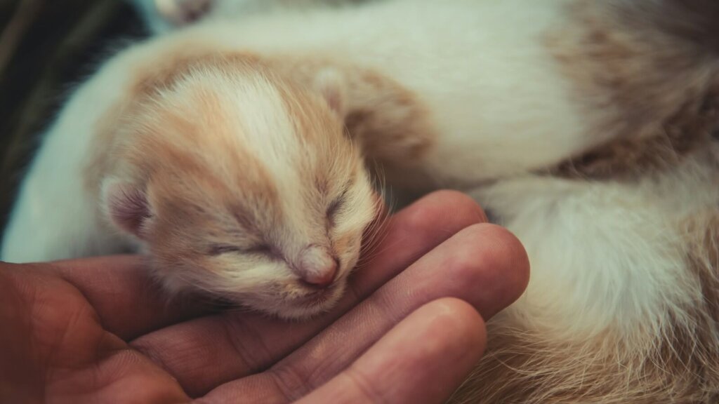 short-haired white cat