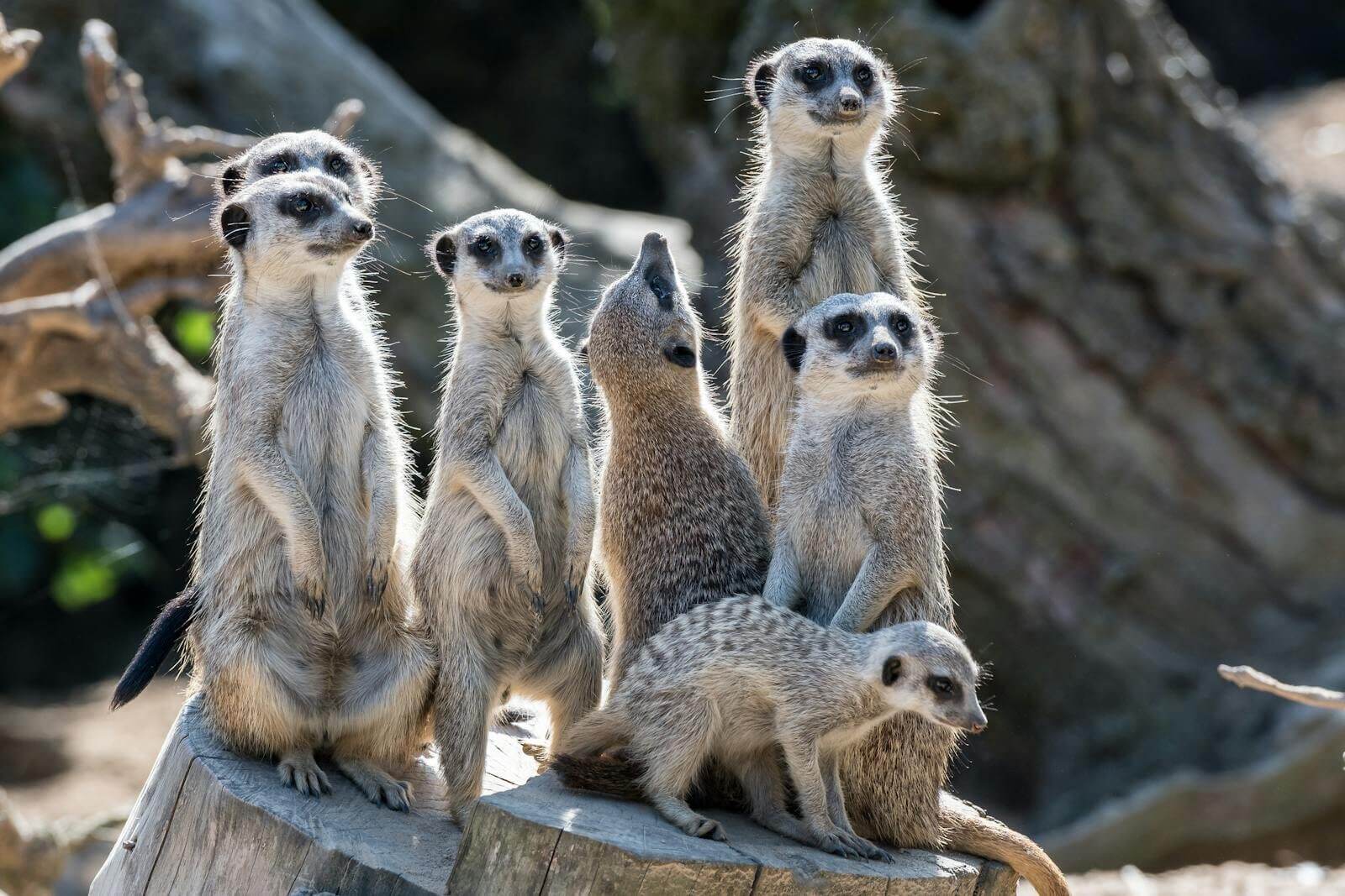 A family of meerkats basking in sunlight on a summer day in Dresden, Germany.