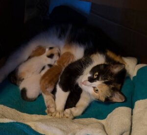 Mom cat and six kittens
