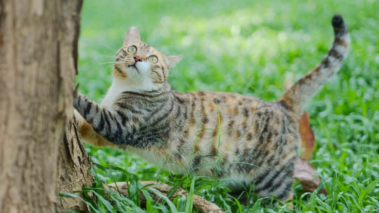 A tabby cat scratches a tree trunk outdoors.