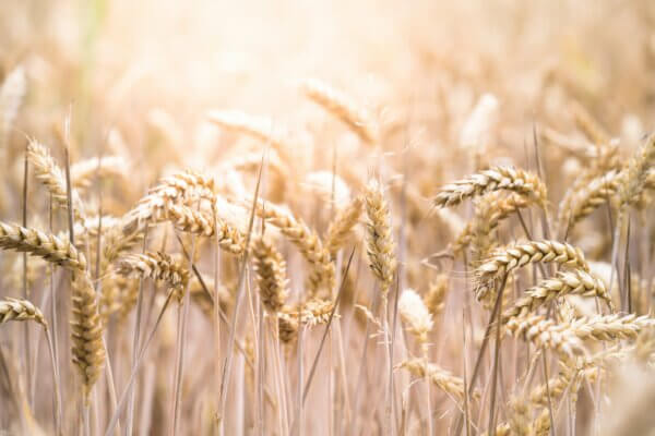 Sacrifice and Harvest - Lughnasadh Turns the Wheel Image