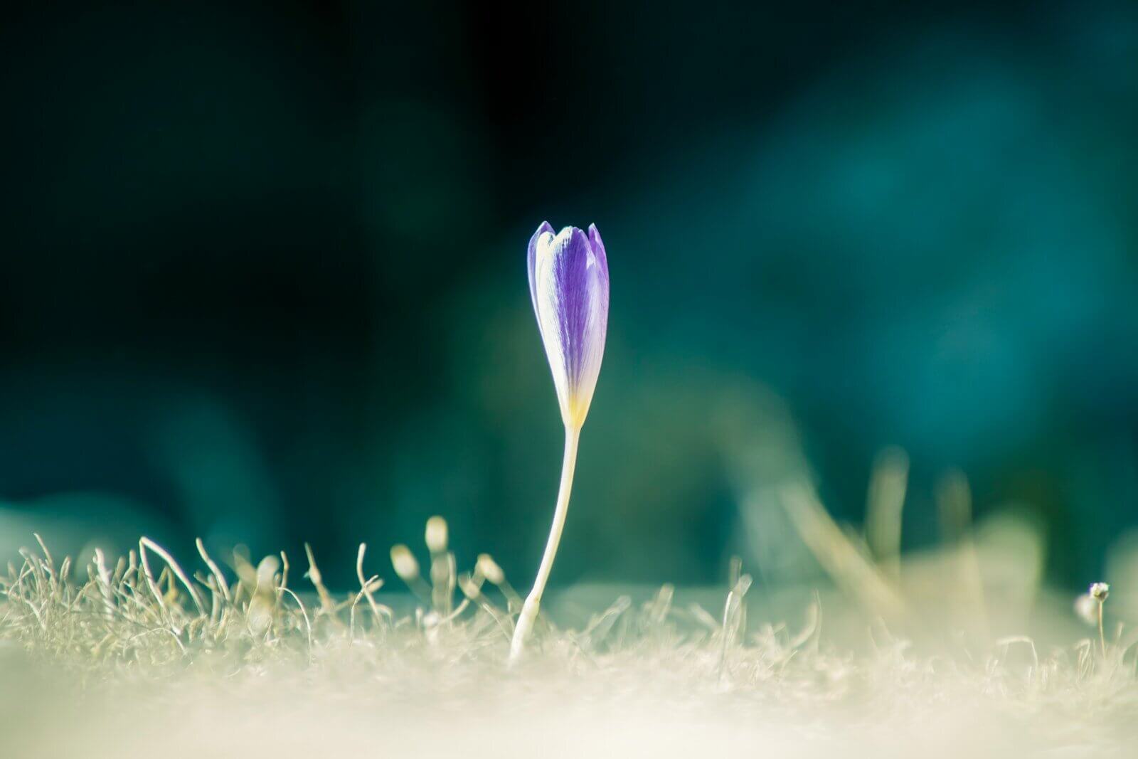 purple crocus flower in bloom during daytime